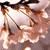 cerisier